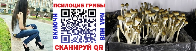 купить  цена  Лыткарино  Псилоцибиновые грибы мицелий 